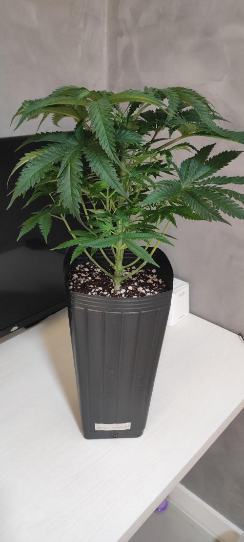 White Widow x Freakshow. Week 6