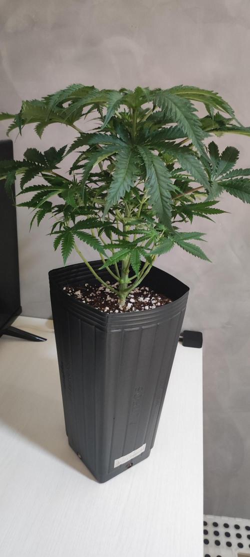 White Widow x Freakshow. Week 6