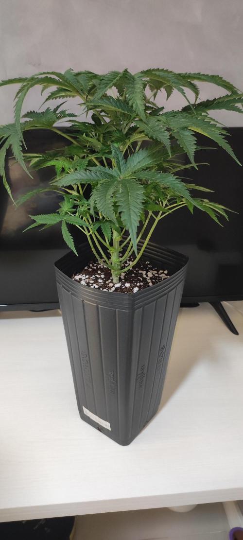 White Widow x Freakshow. Week 6