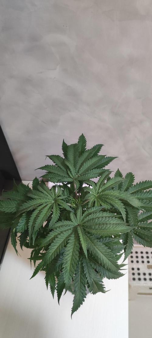 White Widow x Freakshow. Week 6