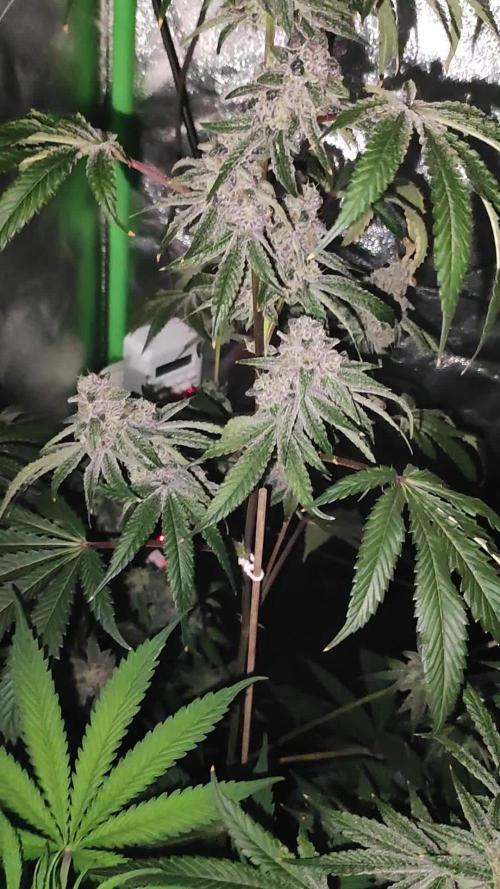 Grape Pie #1