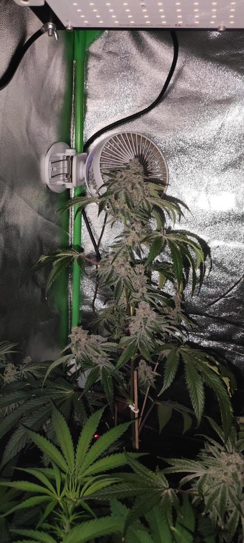 Grape Pie #1. Week 10