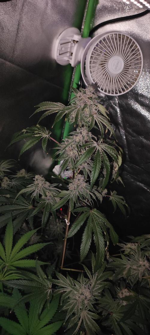 Grape Pie #1. Week 10