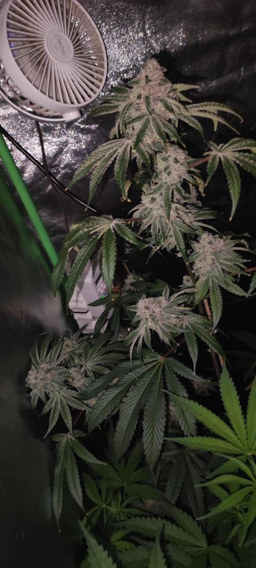 Grape Pie #1. Week 10