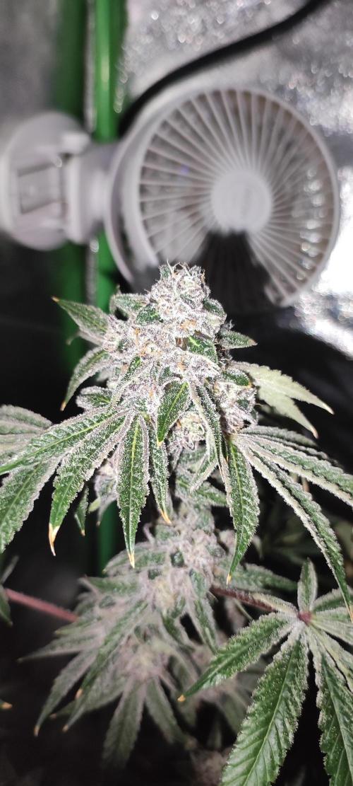 Grape Pie #1. Week 10