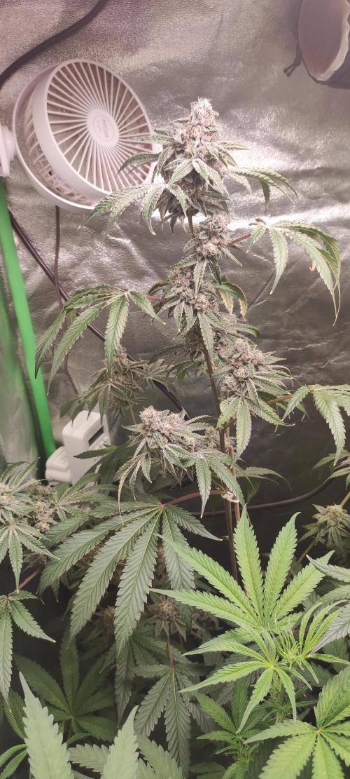 Grape Pie #1. Week 10