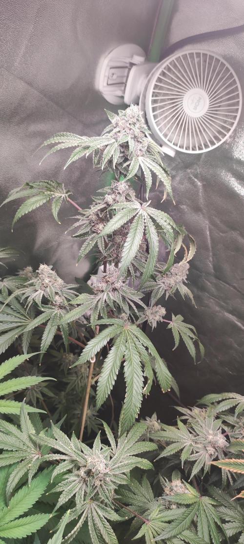 Grape Pie #1. Week 10