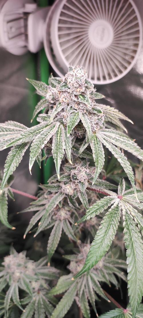 Grape Pie #1. Week 10