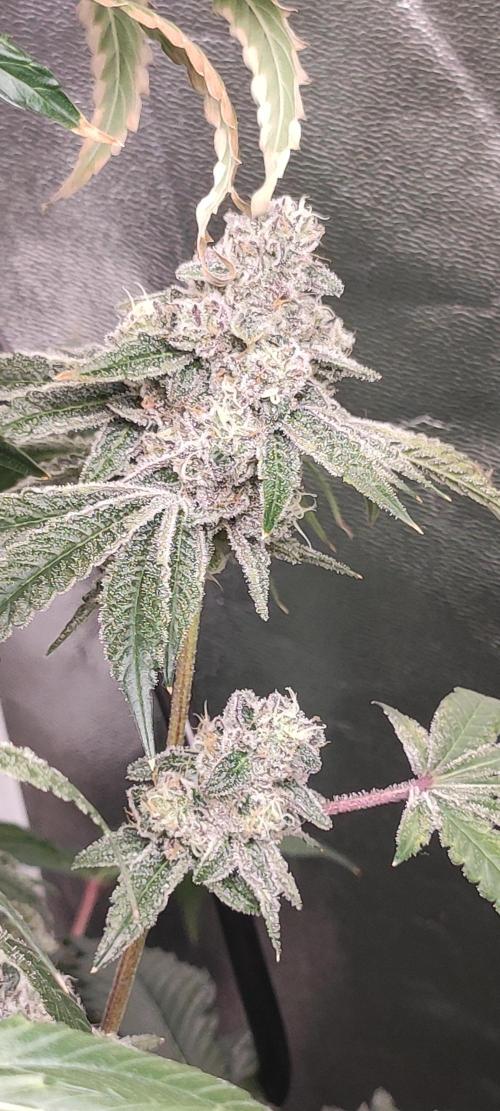 Grape Pie #1. Week 10