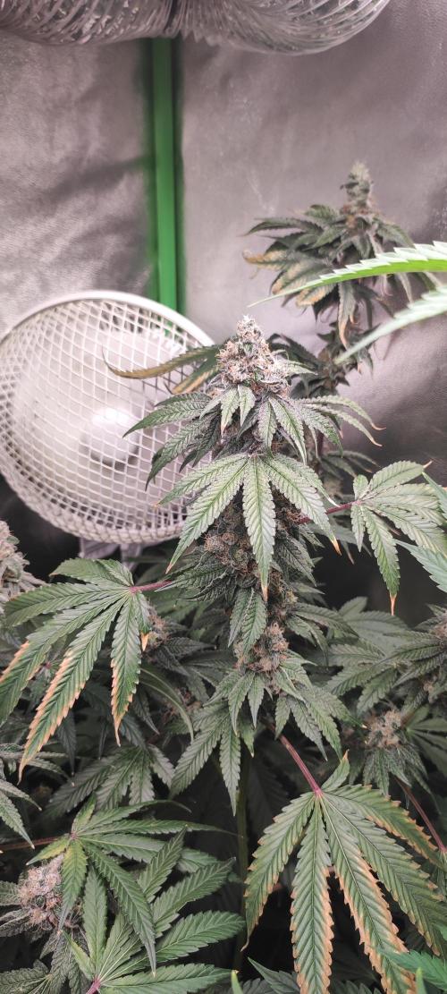 Banana Kush #1. Week 10