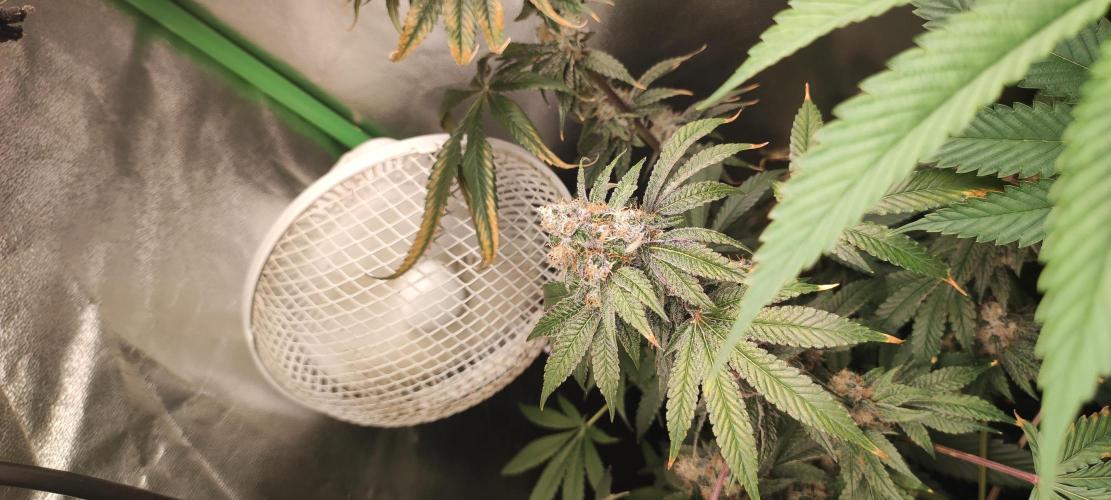 Banana Kush #1. Week 10