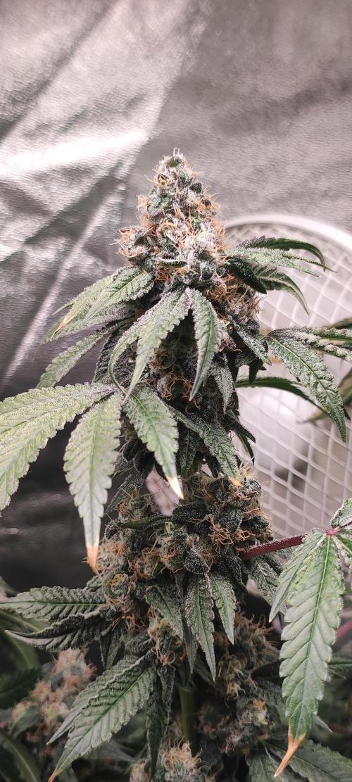 Banana Kush #1. Week 10