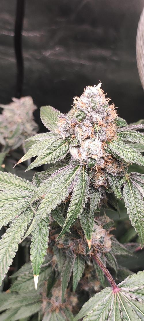 Banana Kush #1. Week 10