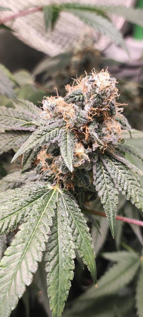 Banana Kush #1. Week 10