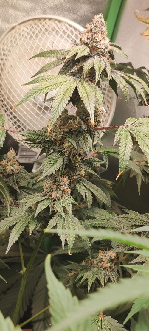 Banana Kush #1. Week 10