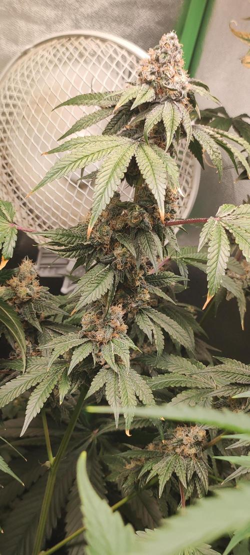 Banana Kush #1. Week 10