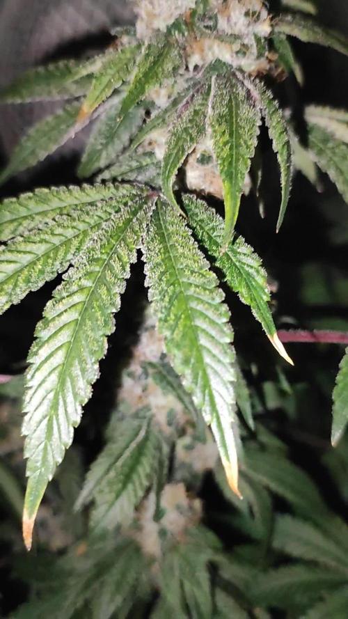 Banana Kush #1