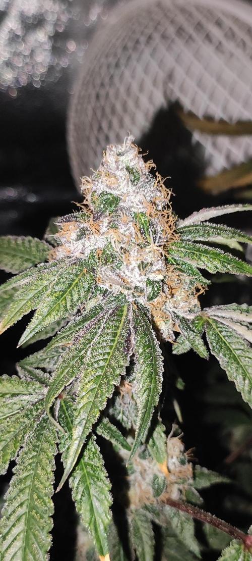 Banana Kush #1. Week 10