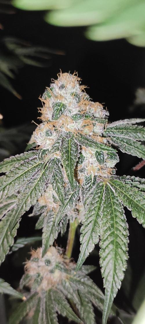 Banana Kush #1. Week 10