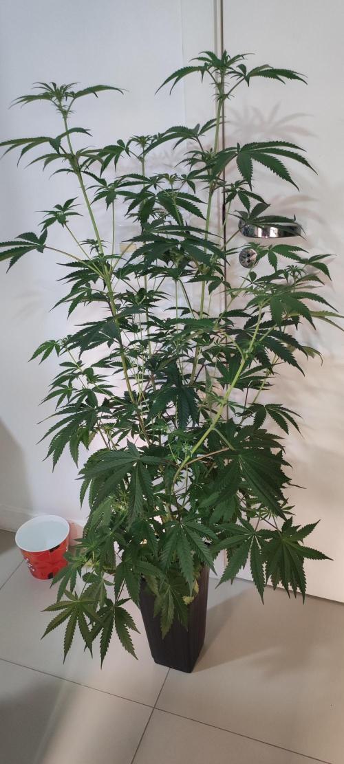 Garlotti. Week 8