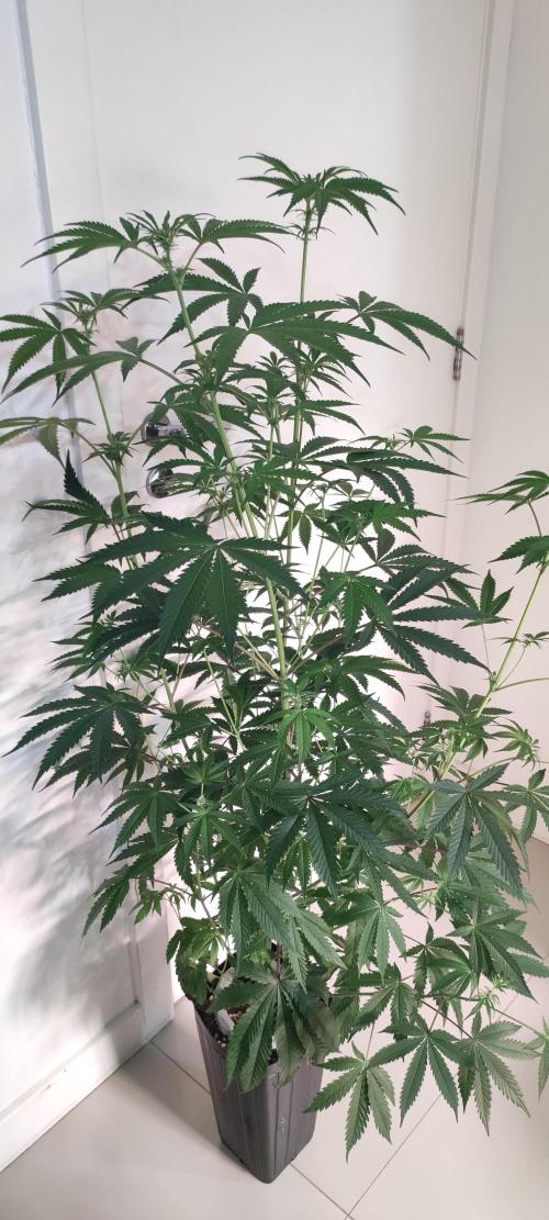 Garlotti. Week 8