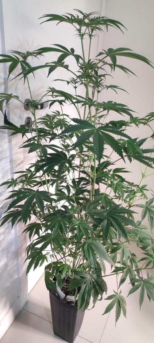 Garlotti. Week 8