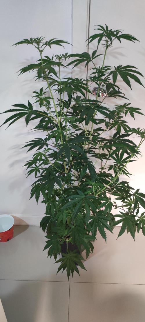 Garlotti. Week 8