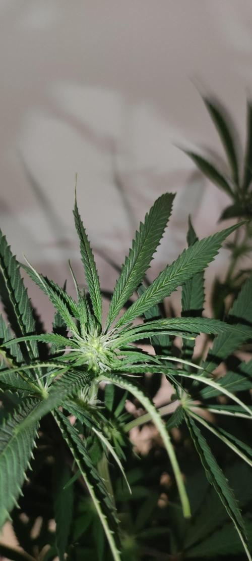 Mimosa. Week 8