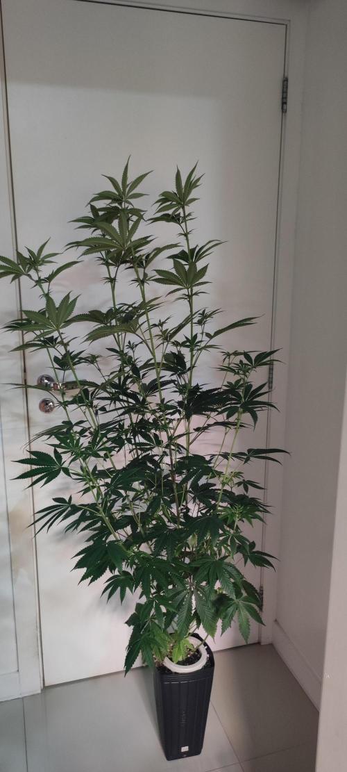 Mimosa. Week 8