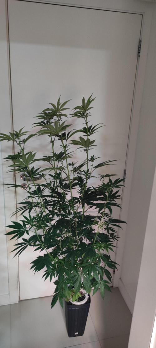 Mimosa. Week 8