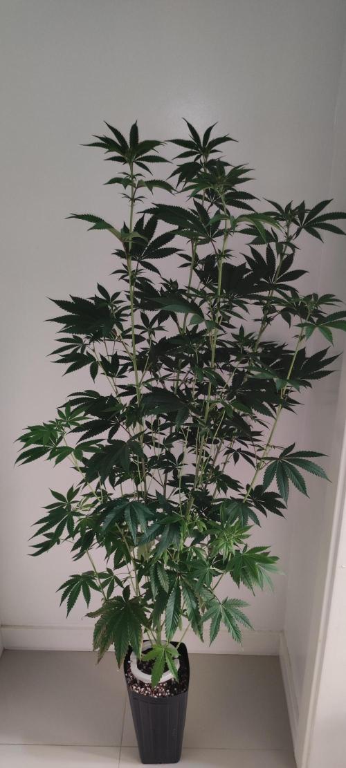 Mimosa. Week 8