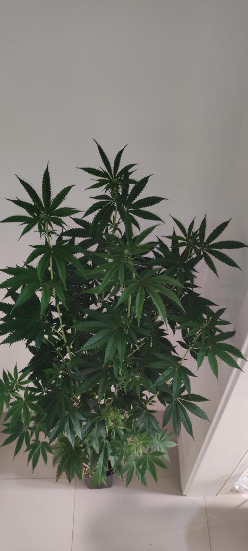 Mimosa. Week 8