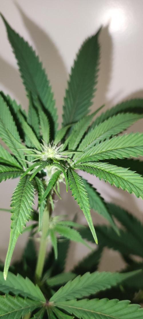 Mimosa. Week 8