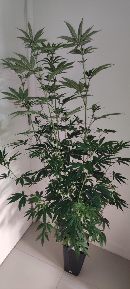 Mimosa. Week 8