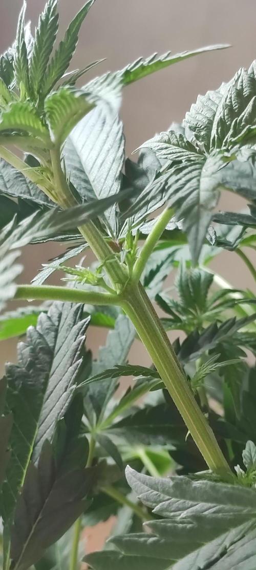Macshow. Week 7