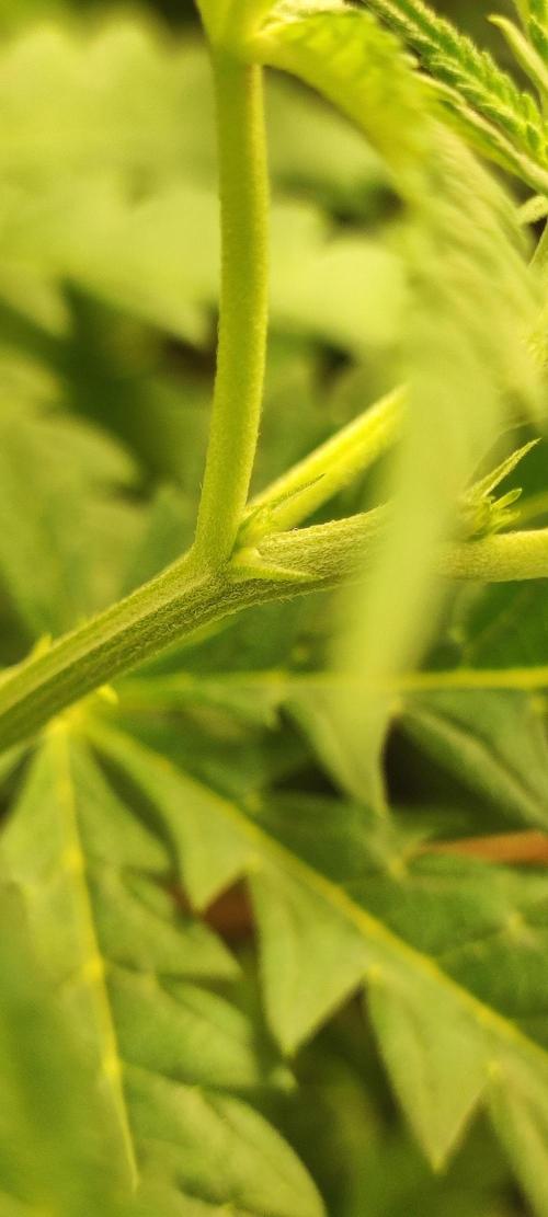 Cheese. Week 7
