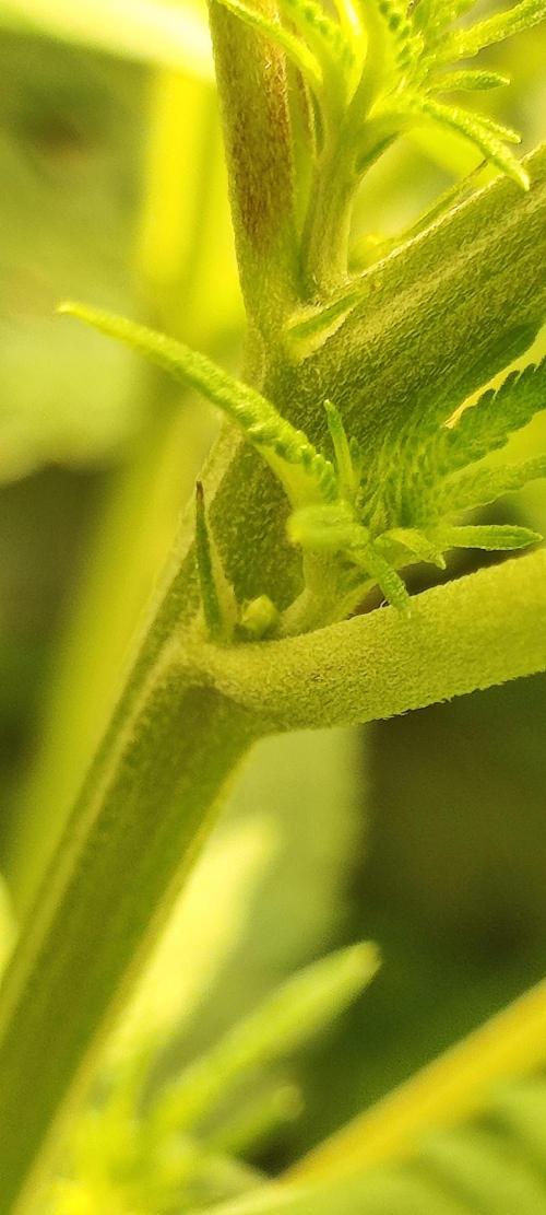 Cheese. Week 7