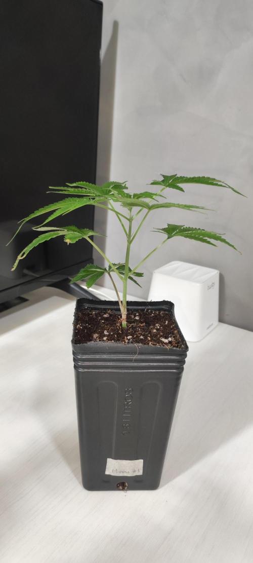 Mimosa #1. Week 3