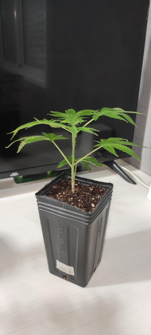 Mimosa #1. Week 3