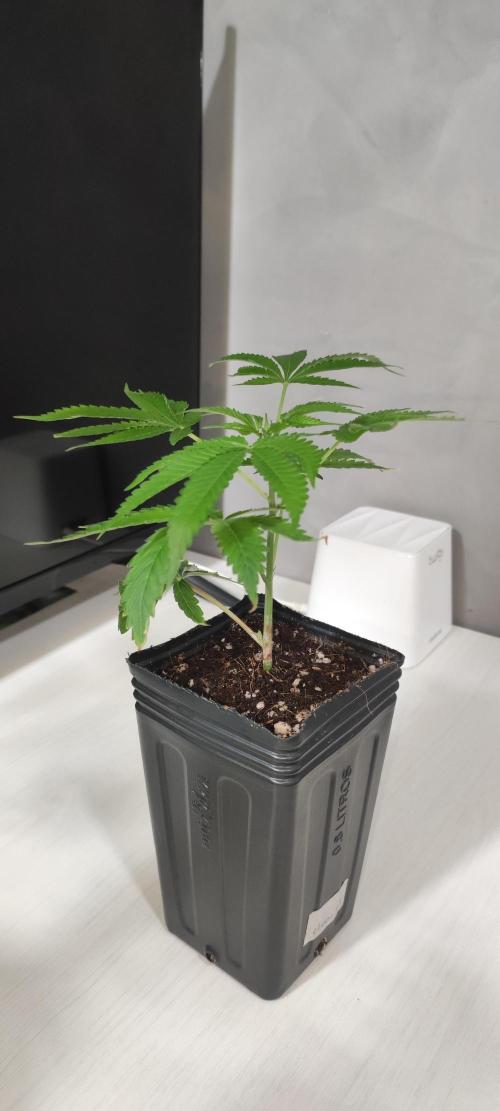 Mimosa #1. Week 3