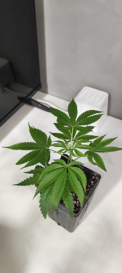 Mimosa #1. Week 3
