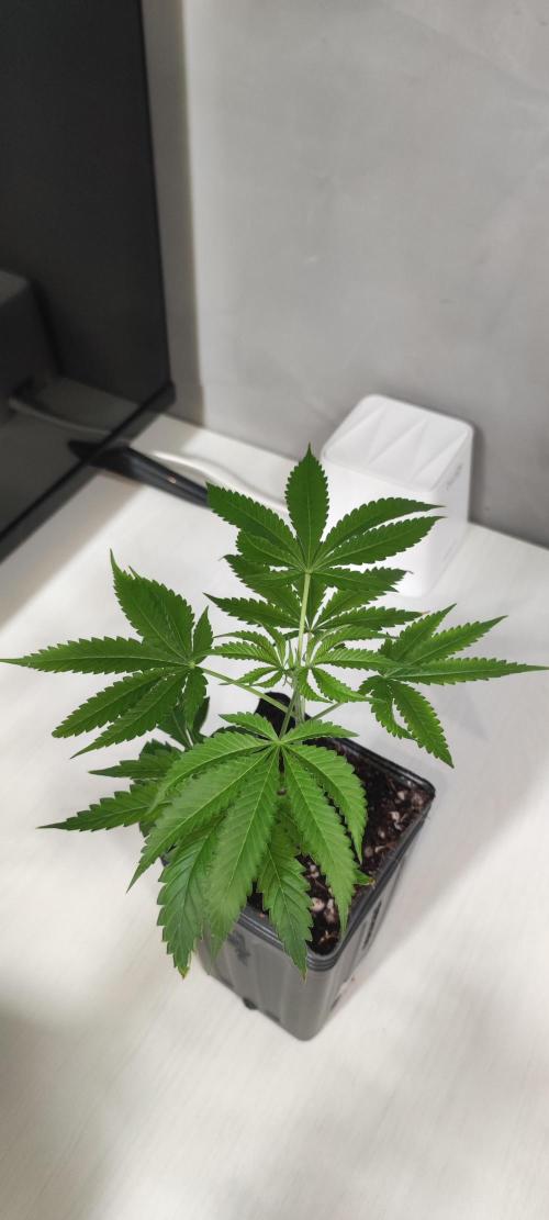 Mimosa #1. Week 3