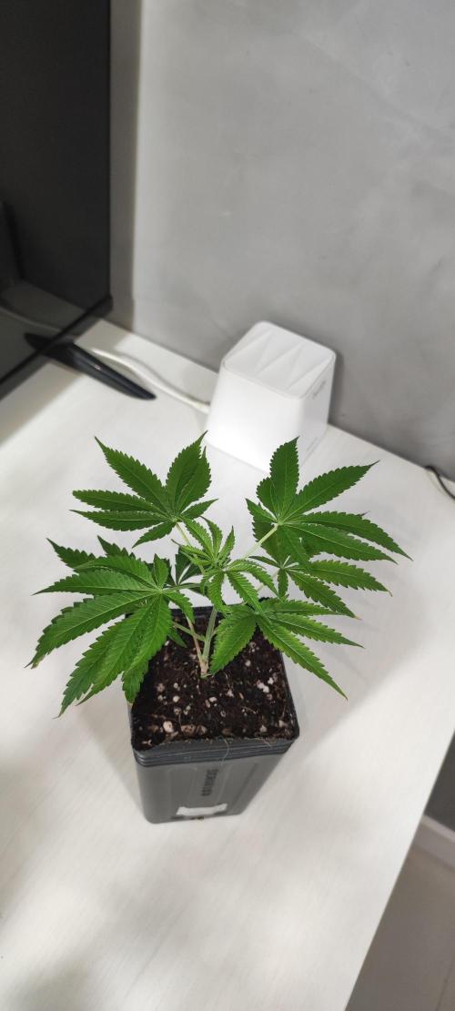 Mimosa #1. Week 3