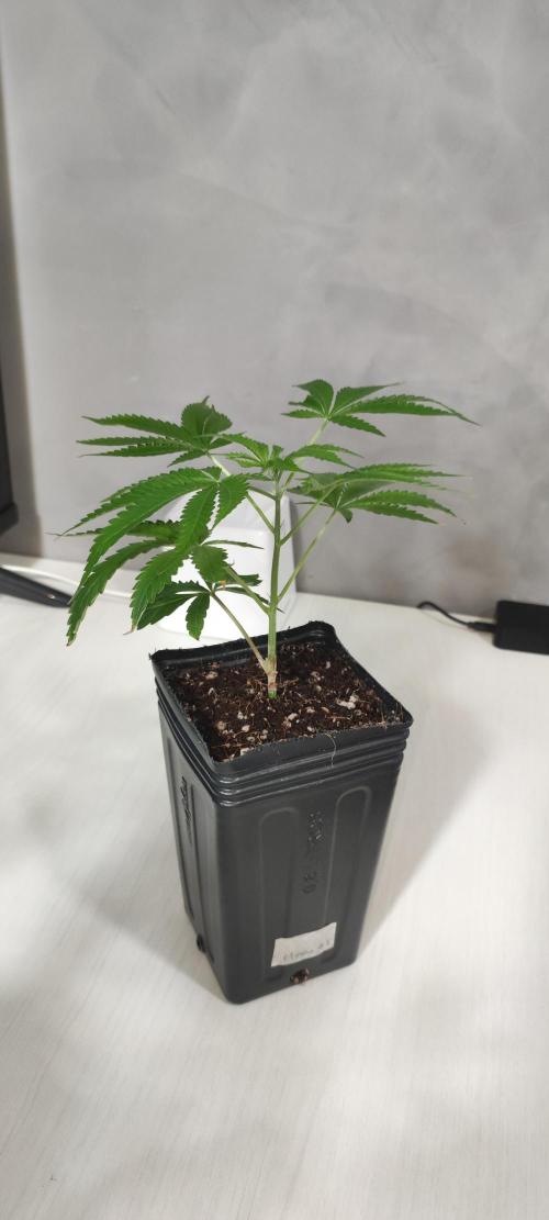 Mimosa #1. Week 3