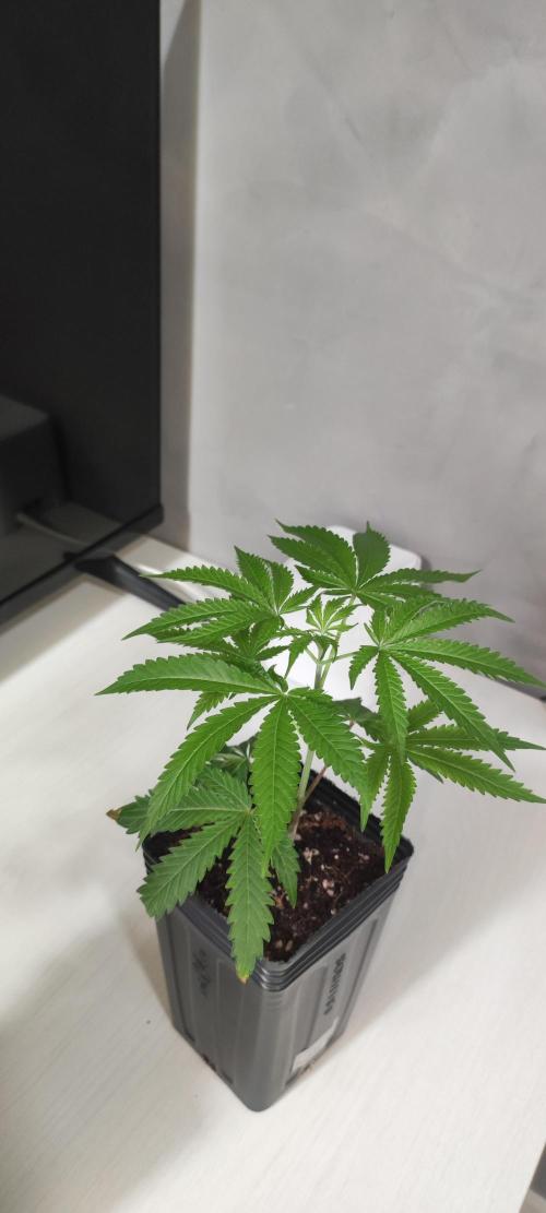 Garlotti #1. Week 3