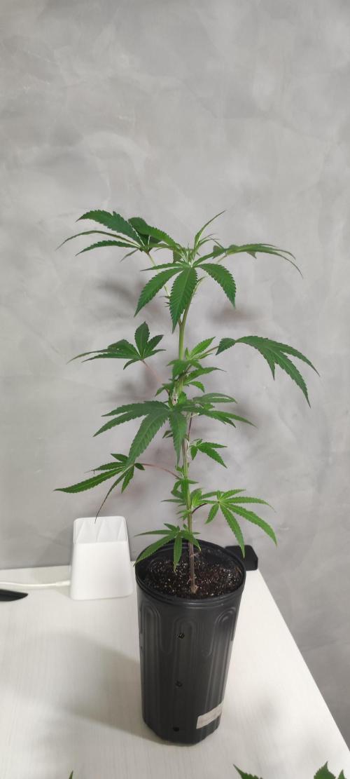 Strawberry Cough. Week 4