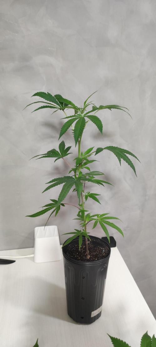 Strawberry Cough. Week 4