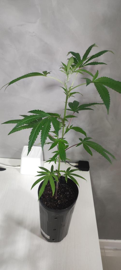 Strawberry Cough. Week 4