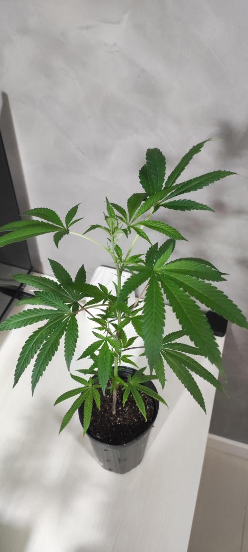 Strawberry Cough. Week 4