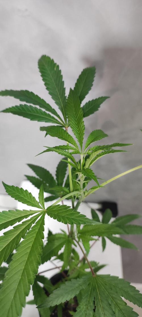 Strawberry Cough. Week 4